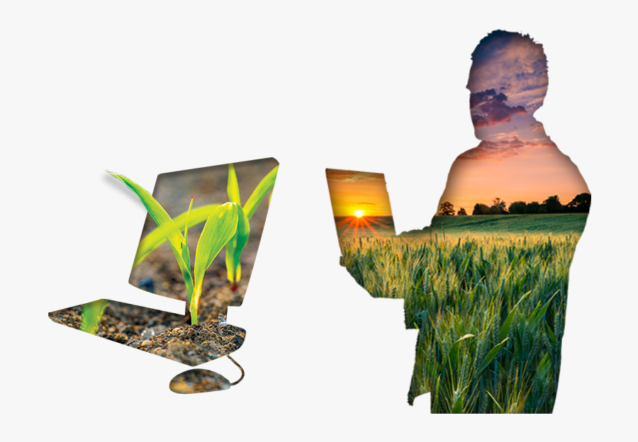 Grass, Transparent Clipart