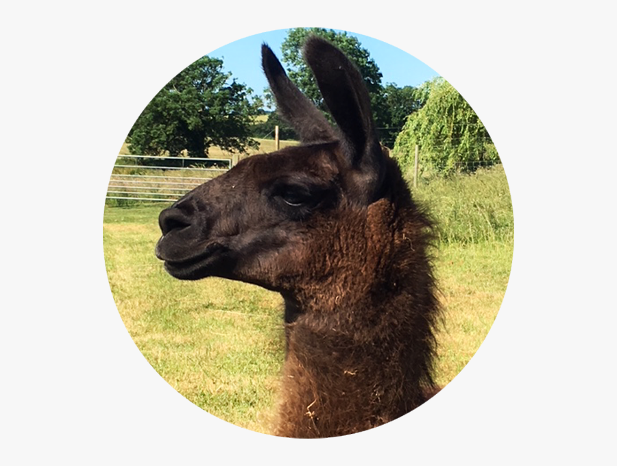 Miguel - Llama - Llama, Transparent Clipart