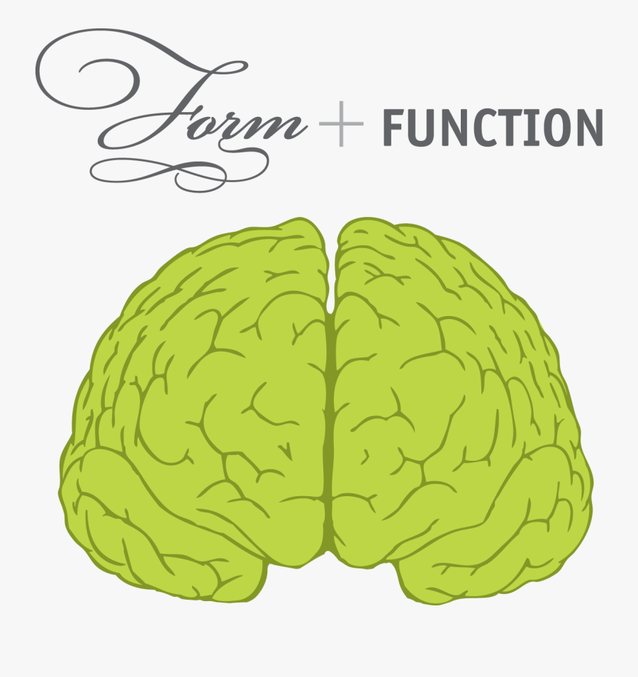 Brain Front View , Png Download - Brain Front View , Free Transparent