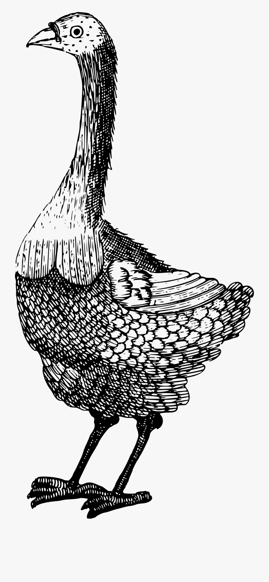 Strange Bird Clip Arts - Illustration, Transparent Clipart