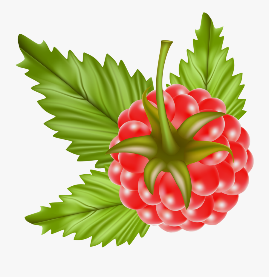 Raspberry Vector Free, Transparent Clipart