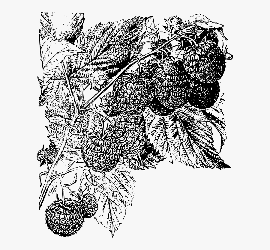 Raspberries - Illustration, Transparent Clipart