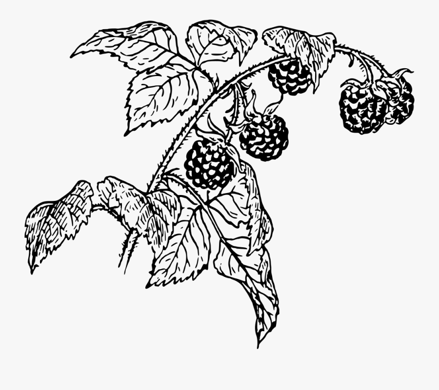 Art,symmetry,monochrome Photography - Raspberry Black And White Png, Transparent Clipart