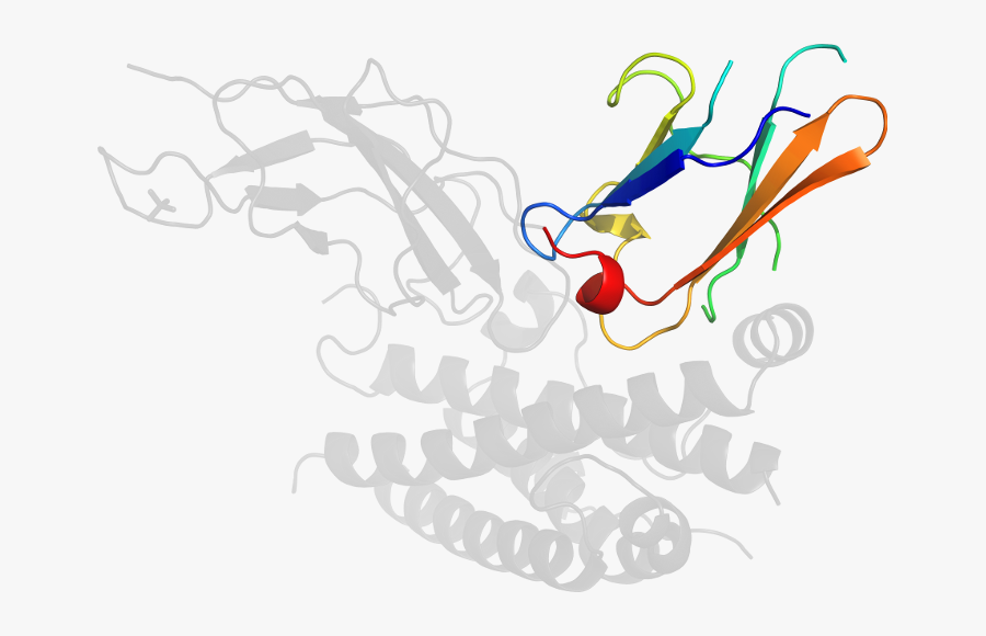 Hormone Corticotropinreleasing Illustration Graphic, Transparent Clipart