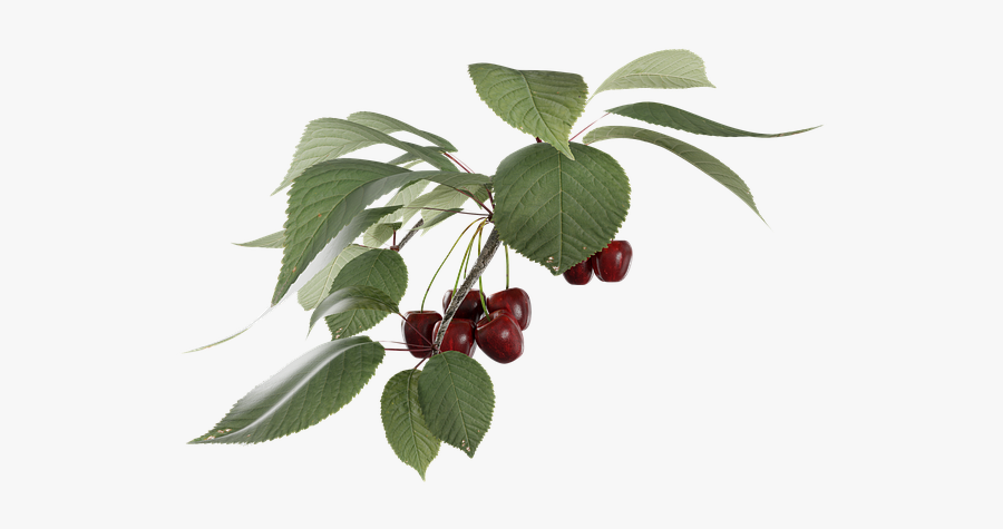 Clipart Transparent Library Branch Transparent Fruit - Lingonberry, Transparent Clipart