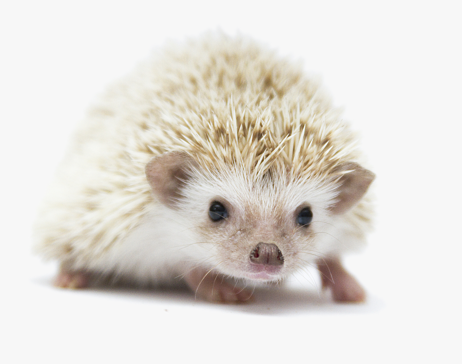 Transparent Hedgehog Png - White Hedgehog Transparent Background, Transparent Clipart