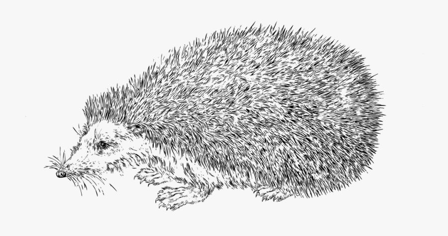 Transparent Hedgehog Png - Realistic Hedgehog Coloring Page, Transparent Clipart