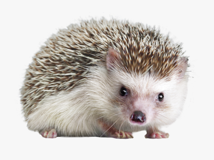 ##hedgehog #animal #overlay Pub Dom Ca #reworked #cutout - Carl The Hedgehog, Transparent Clipart