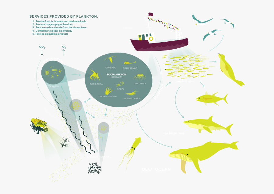 Collection Of Free Phytoplankton Drawing Saltwater - Plankton Fishery Infographic, Transparent Clipart