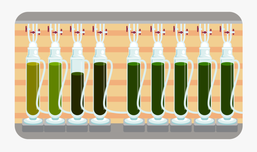 Marine Phytoplankton Growing Conditions & Process - Illustration, Transparent Clipart