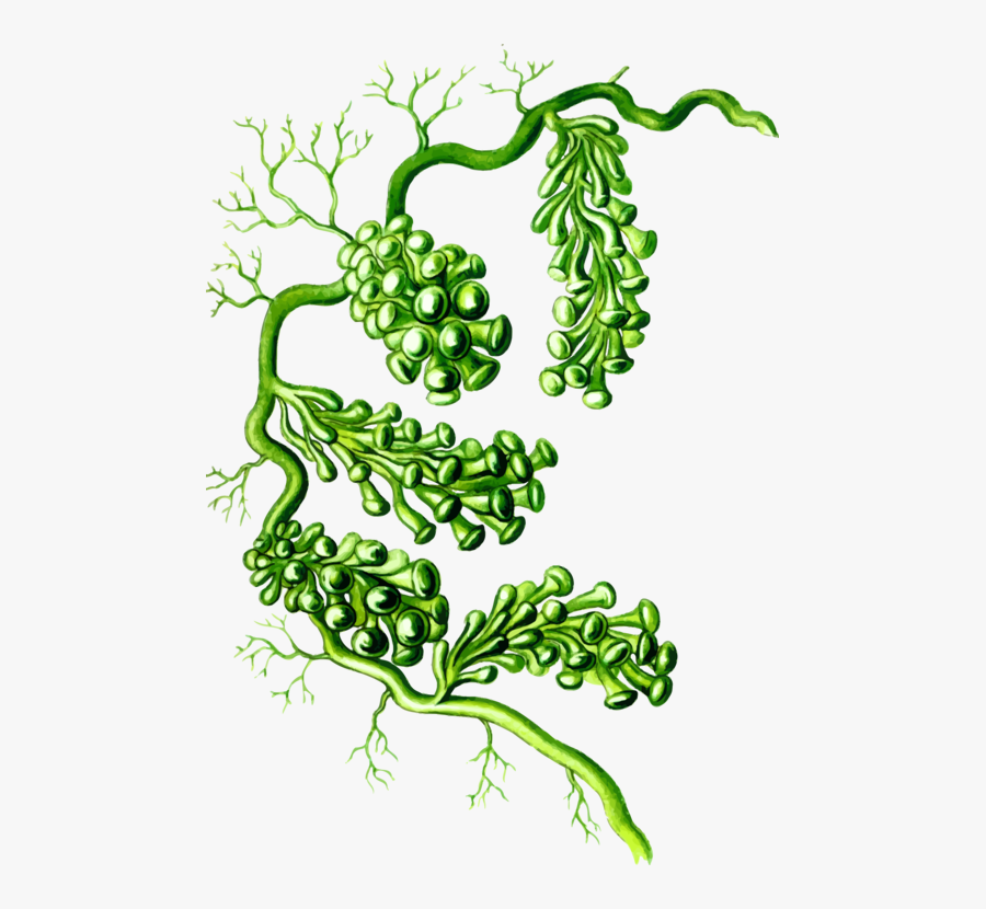 Algae Drawing Under Sea - Caulerpa Racemosa Alga, Transparent Clipart