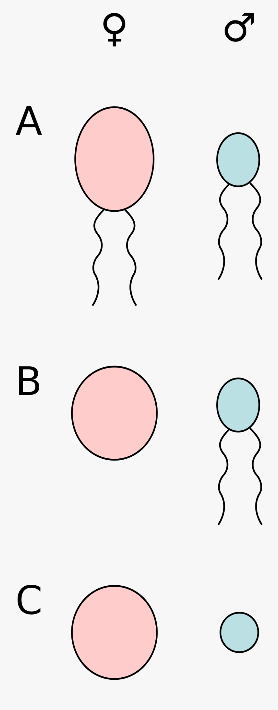 Isogamy Anisogamy And Oogamy, Transparent Clipart