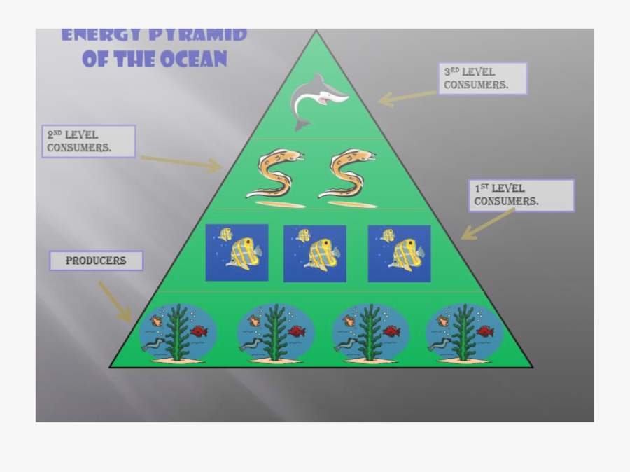 Ocean Energy Pyramid - Marine Life Energy Pyramid, Transparent Clipart
