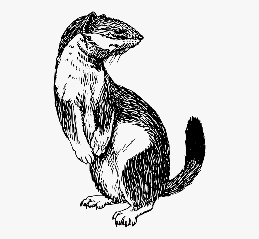 Art,monochrome Photography,carnivoran - Weasel Clipart Black And White, Transparent Clipart
