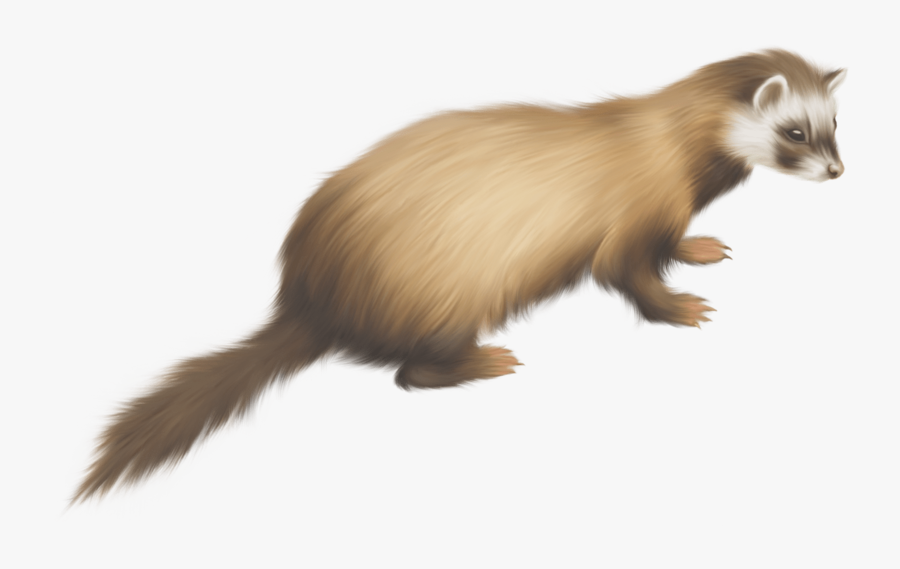 Animal Ressemblant Au Furet, Transparent Clipart