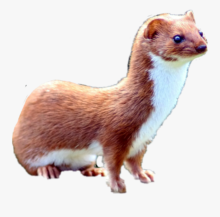 #weasel - Least Weasel, Transparent Clipart