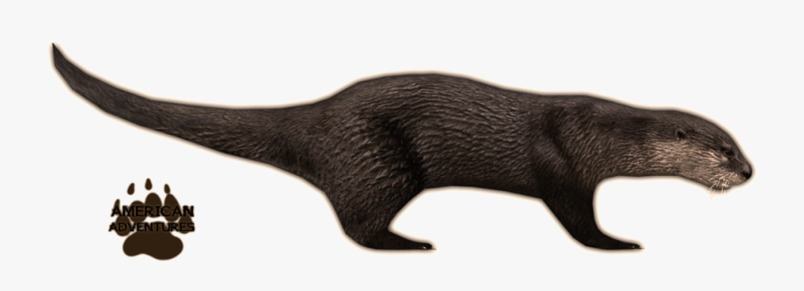 Otter Clipart White Background - Zoo Tycoon 2 Otter, Transparent Clipart