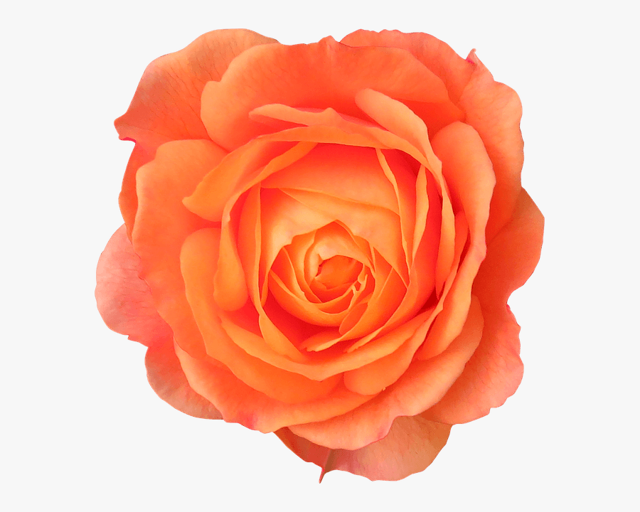 Orange Rose Clipart - Orange Flower Transparent Background, Transparent Clipart
