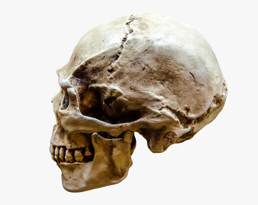 Representation, Gloomy, Body, Bone, Brain, Dark, Dead - 人 头骨 结构, Transparent Clipart