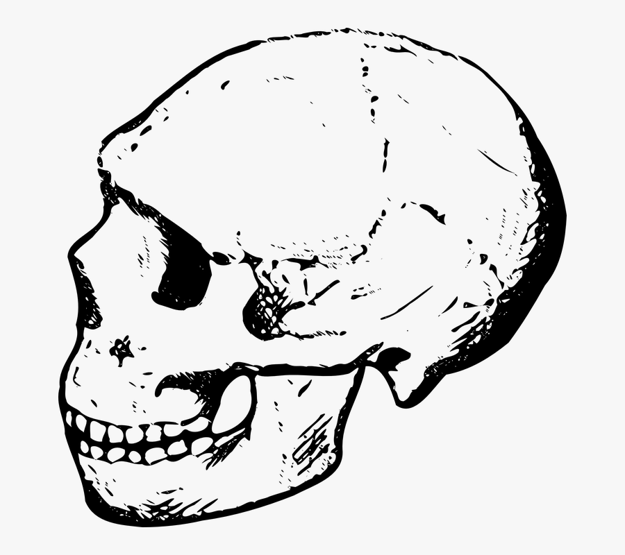 Skull, Human, Dead, Head, Anatomy, Cranium - Black And White Cliparts Skull, Transparent Clipart
