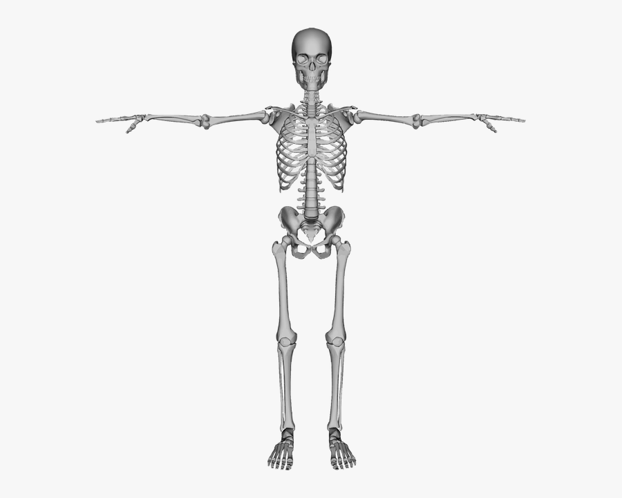 Human Skeleton Arms Out, Transparent Clipart