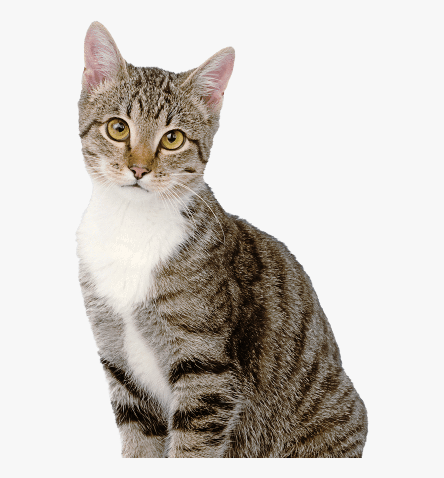Transparent Fat  Cat  Png  Cat  Hd Pictures With White 
