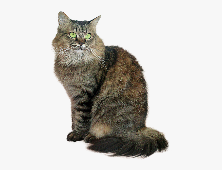 Tabby Cat Png - Transparent Tabby Cat Png, Transparent Clipart