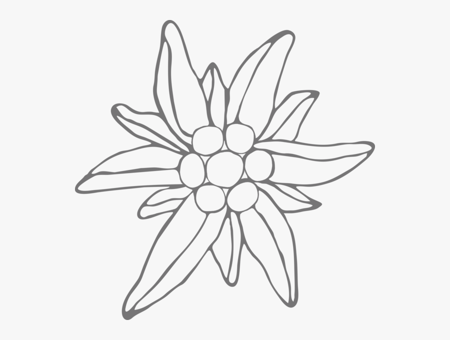 Edelweiss Drawing, Transparent Clipart