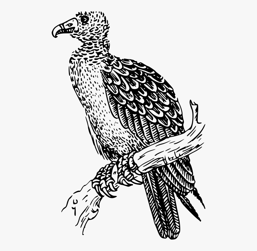 Free Bald Eagle Free Cochin Free Buzzard - Urubu Preto E Branco, Transparent Clipart