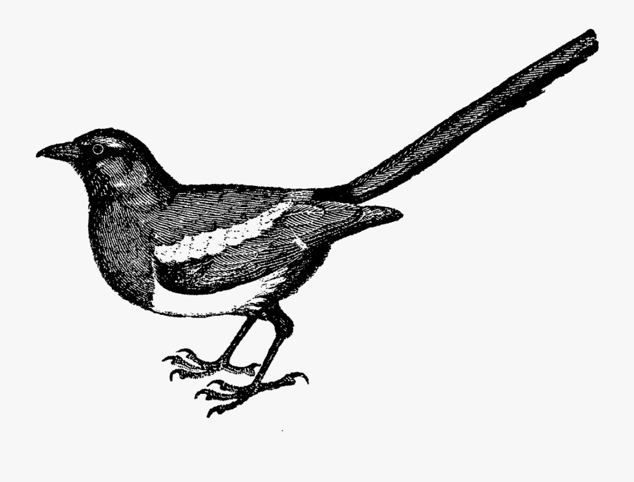Magpie Bird Image Illustration Vintage Illustrations - Bird Vintage Drawing Book, Transparent Clipart
