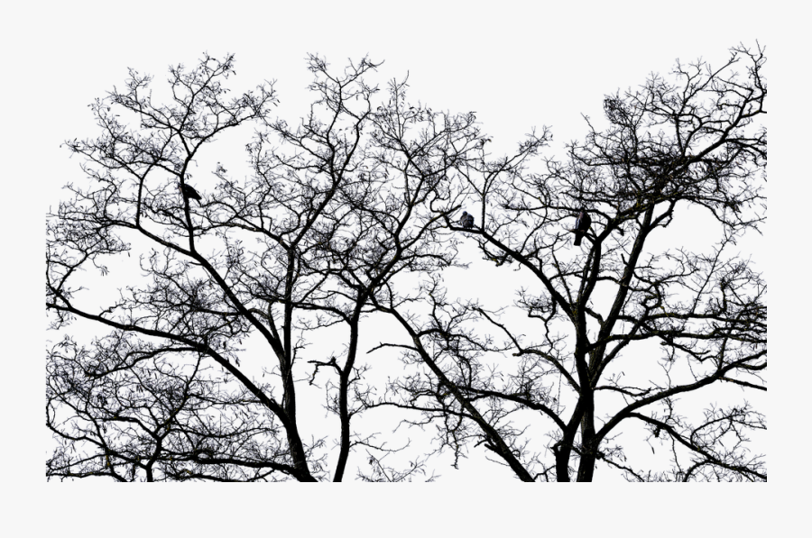 Tree Landscape Bird Sky Nature Transparent Sky- - Forest, Transparent Clipart