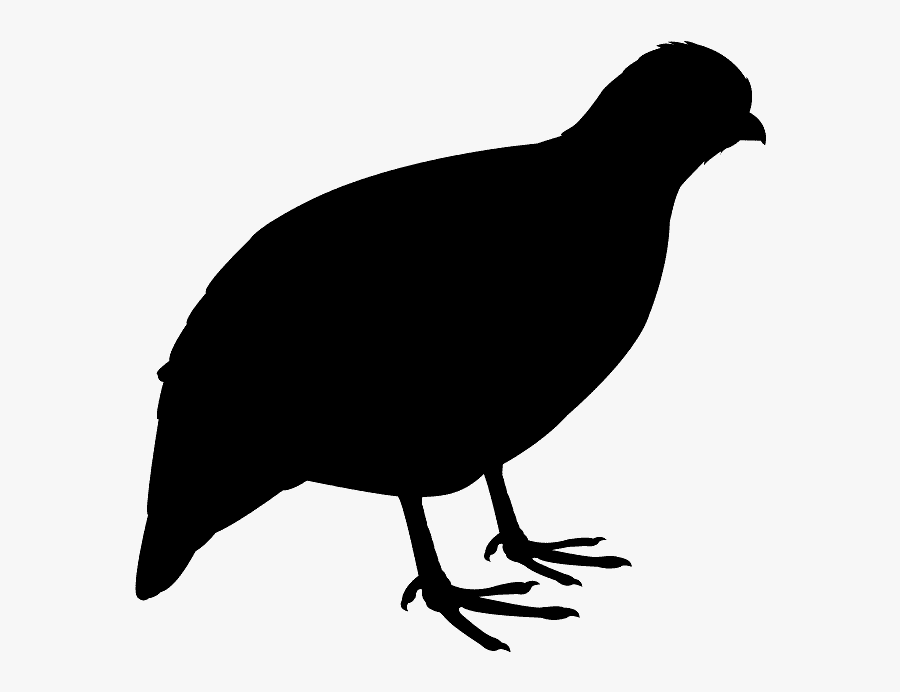 Codorniz Vector, Transparent Clipart