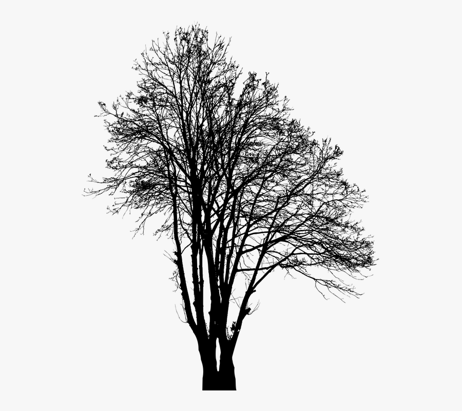 Tree Silhouette Winter Plant Nature Environment Silhouette- - Winter Tree Silhouette, Transparent Clipart