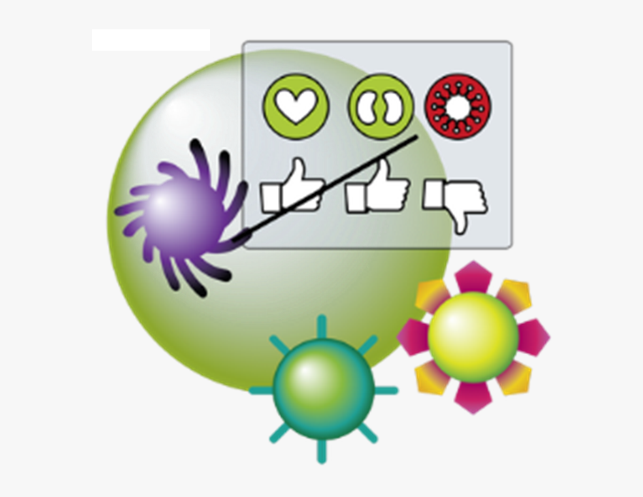 How Does The Work - Ancora Decoraçao, Transparent Clipart