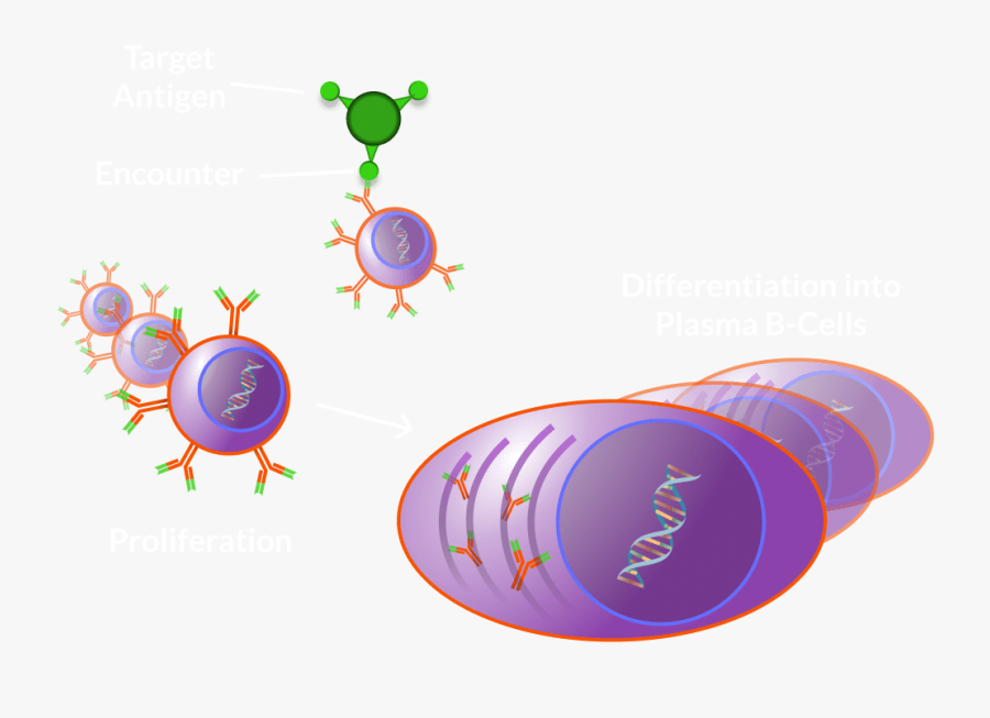 Circle, Transparent Clipart