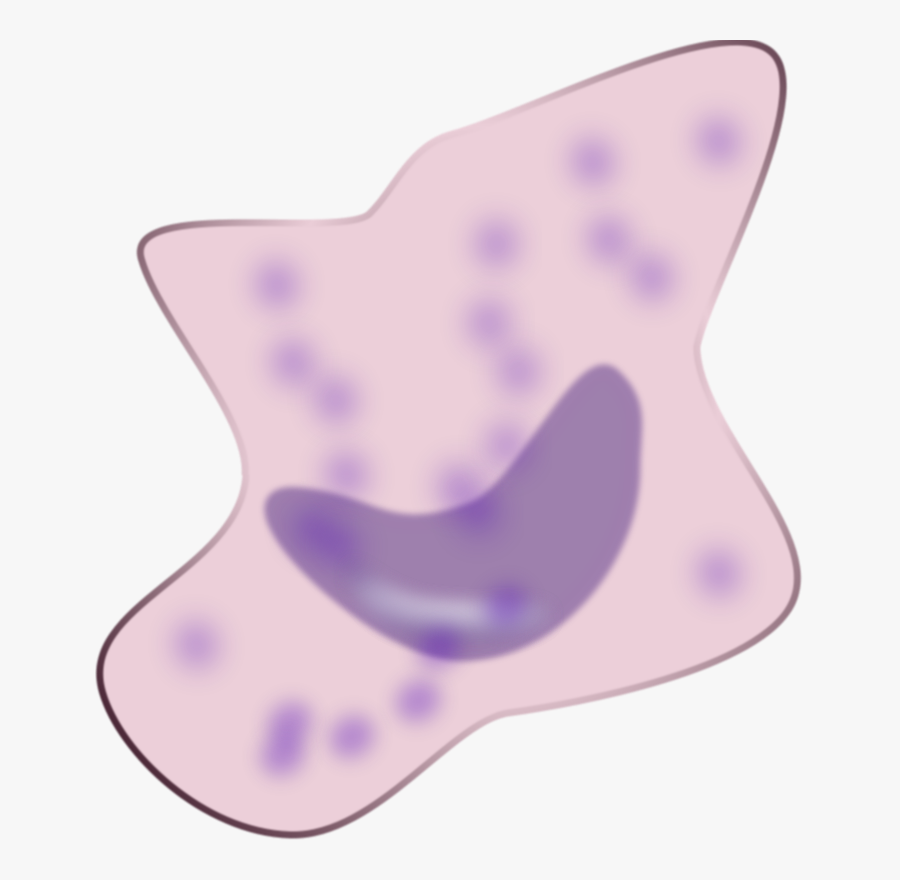 Purple,lilac,violet - Macrophage Clip Art, Transparent Clipart