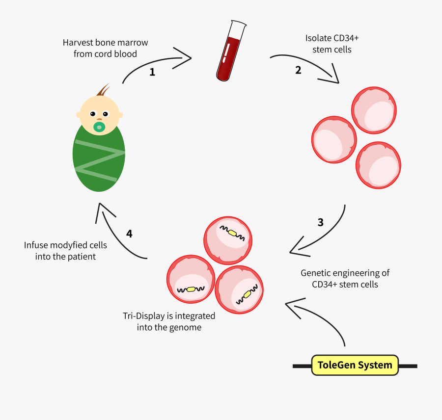 Team Technion Israel Description - Circle, Transparent Clipart