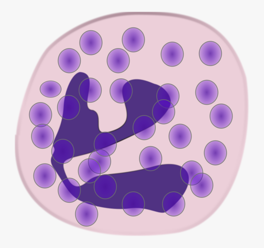 Neutrophil - Neutrophil Transparent, Transparent Clipart
