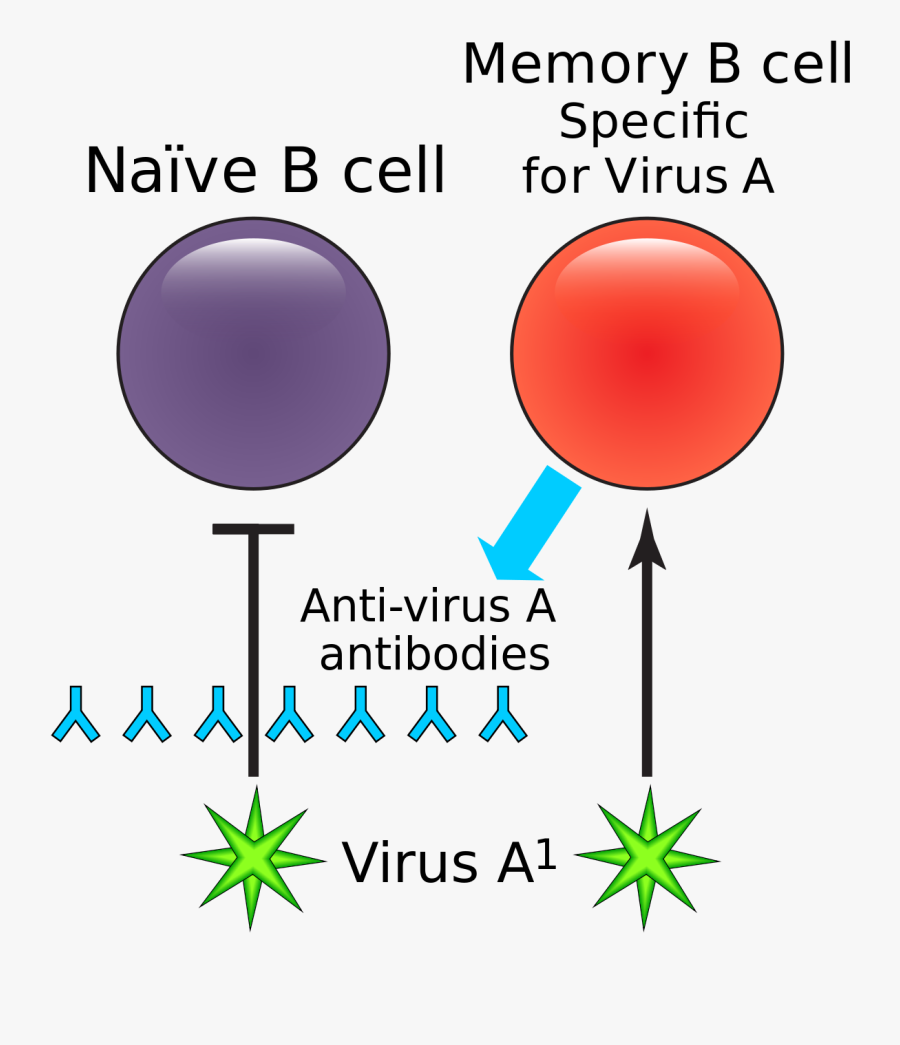Transparent B&w Clipart - Memory B Lymphocytes, Transparent Clipart