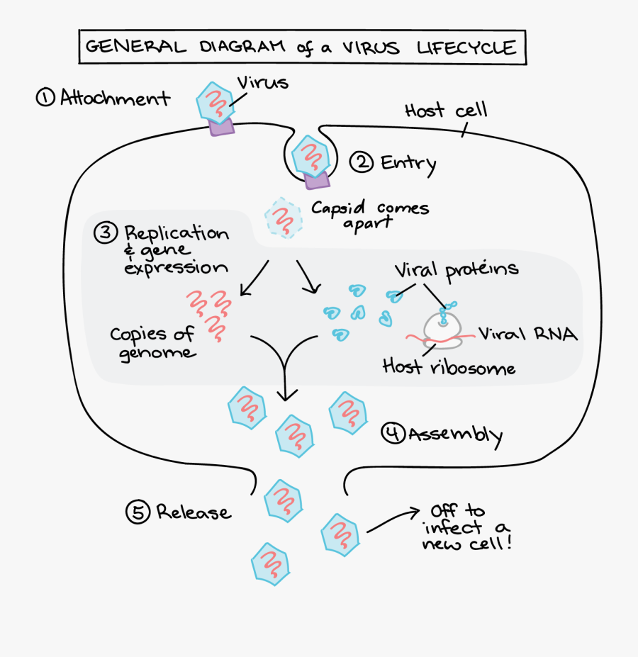 Diagram, Transparent Clipart