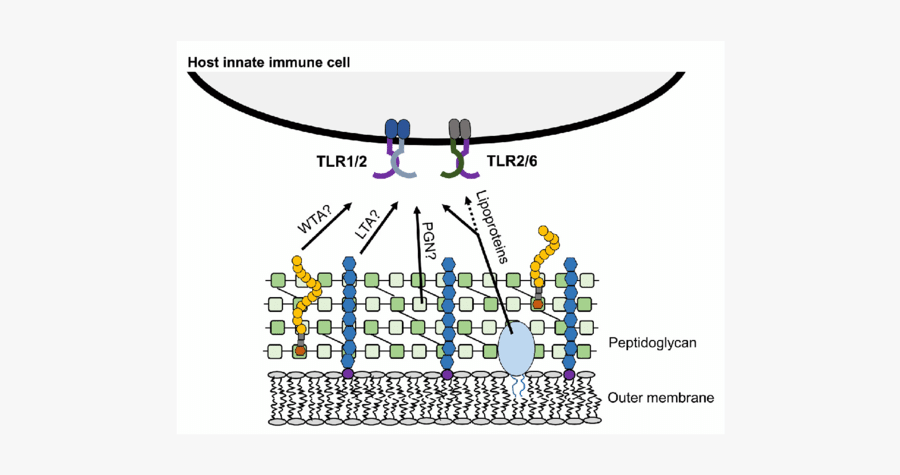 Key Stimulatory Molecules From Gram Positive Bacteria - Lta In Gram Positive Bacteria, Transparent Clipart