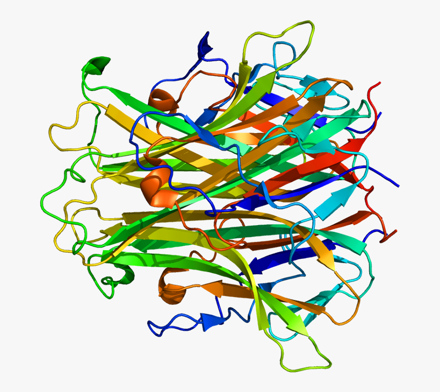 Protein Tnfsf11 Pdb 1s55 - Proteina Rankl, Transparent Clipart