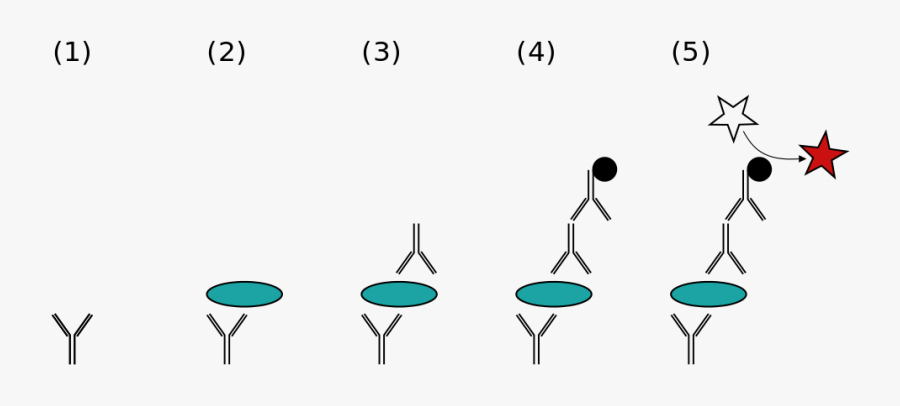 Sandwich Elisa, Transparent Clipart