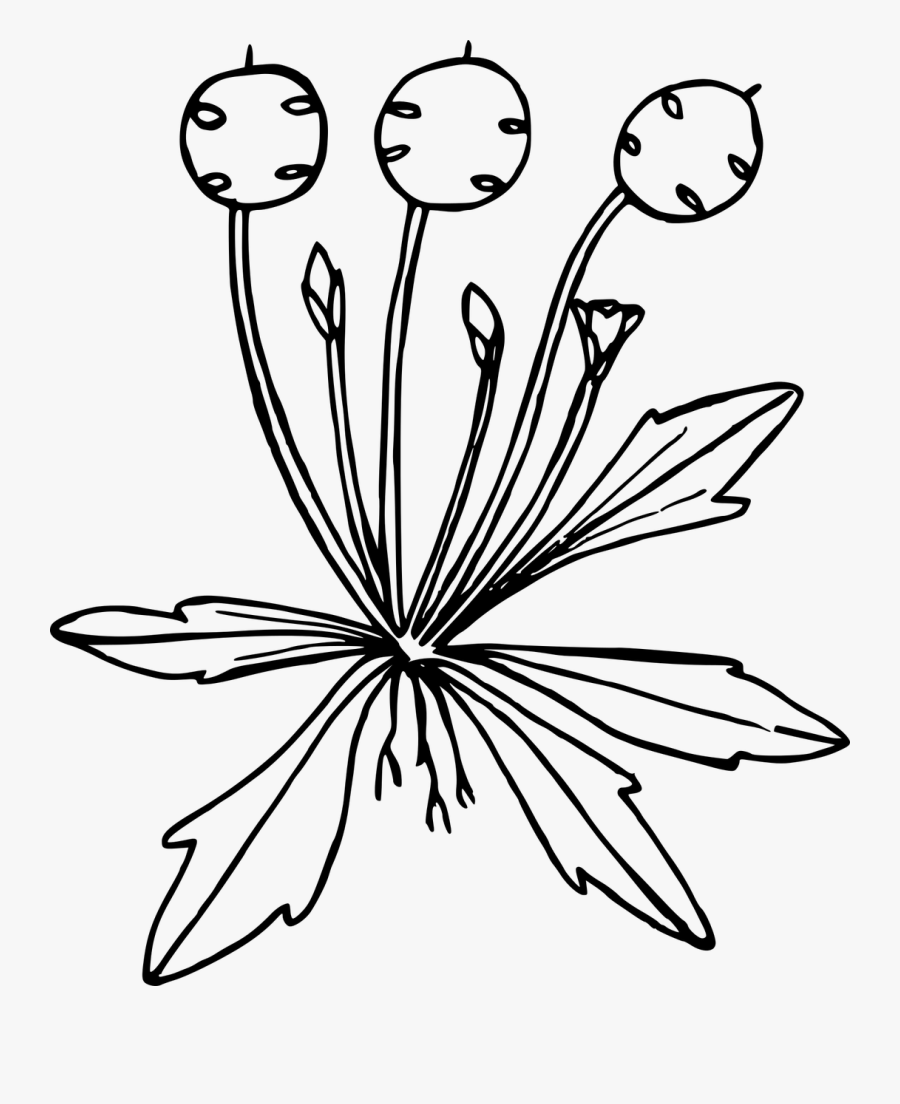 Wildflowers Drawing Stencils - Nature Outline Png, Transparent Clipart