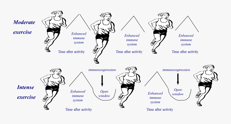 - Exercise Immune Open Window - Exercise And Immunity, Transparent Clipart