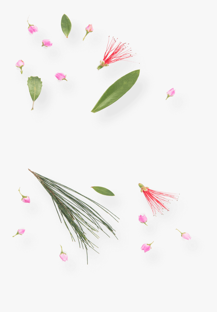 Refreshing Spring Water Infused With Australian Wildflowers - Water Lily, Transparent Clipart