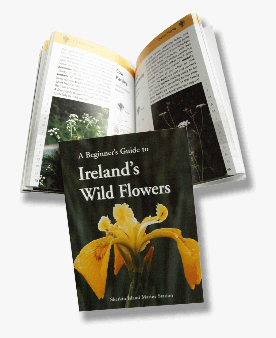 Transparent Wild Flowers Png - Beginner's Guide To Ireland's Wild Flowers, Transparent Clipart
