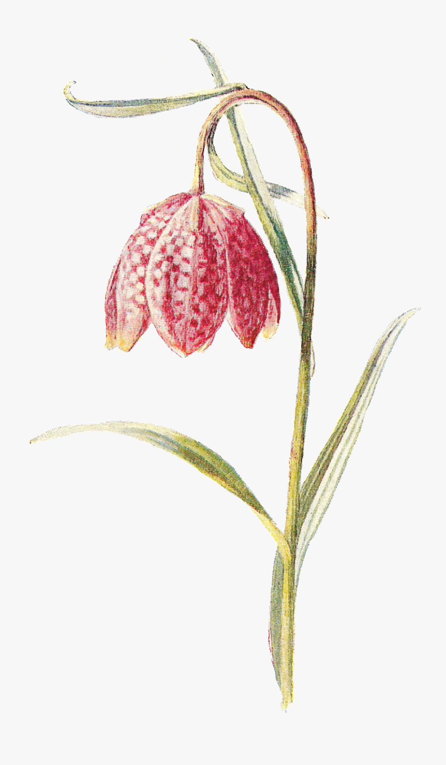 Fritillaries Png, Transparent Clipart