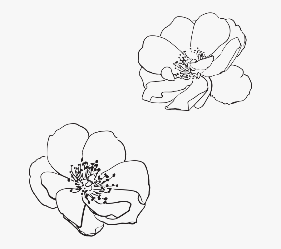Transparent Wildflowers Png - Flower Outline Vector Png, Transparent Clipart