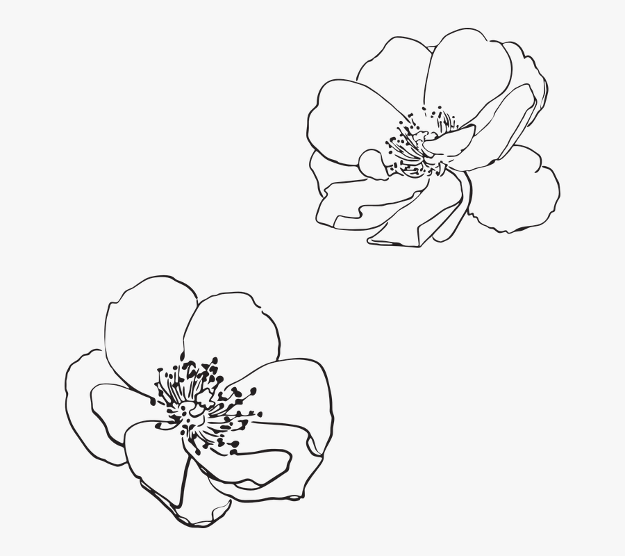 Free Free Flower Outline Svg 343 SVG PNG EPS DXF File